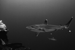 Rangiroa Silvertip Shark
