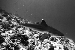 Rangiroa silvertip shark on the reef