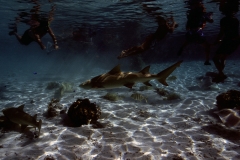 lemon sharks in Bora Bora