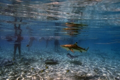 shark snorkeling at Bora Bora