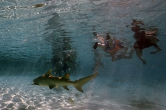 shark tourism at Bora Bora