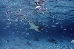shark watching in Bora Bora