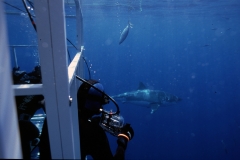 divers photographing the Great White