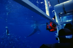 watching divers watching sharks