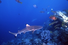 blacktip on the reef